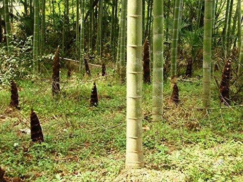 Phyllostachys pubescens MOSO Bambus 100 Samen. Direktimport aus China Februar 2017 von rareseeds