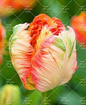2bulbs Wahre Tulip Glühlampen (Nicht Seeds Tulpe) Seltene Bonsai Blumenzwiebeln Aroma Topfpflanze Vielfalt Frische Bulbous Wurzel Tulipanes Anlage 15 von seedsown