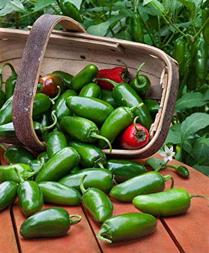 500 Seeds - Jalapeno Hot Pepper, Gemüse, Nicht ohne Gentechnik, Kamm S/H von seedsown