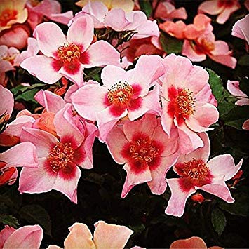 Kaufen, 3 2 Free Rose Seeds 200 Pcs'For Your Eyes Only‘Bonsai Bloom von seedsown