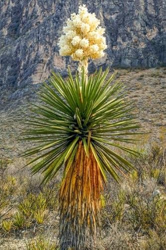 Keimfutter: Riesen Spanish Dagger -Yucca carnerosana Samen Sukkulenten Seltene Aloe Agave -15 Seeds von seedsown