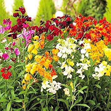 Samen Keimung: Goldlack Seeds - Prince Mix - ideal für Container Gärten - Kanada - 40 Samen von seedsown