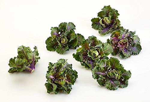 Schneeglöckchen Hybrid Kalettes - 10 Seeds - Neu für 2015! von seedsown