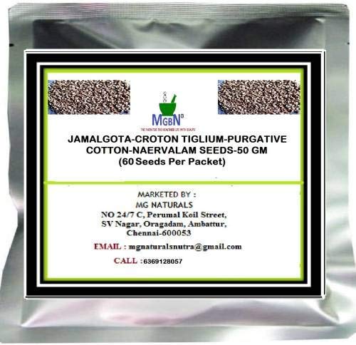 Seed JAMALGOTA-Croton tiglium-Abführmittel Cotton-NAERVALAM SEEDS-50 GM Seed (60 pro Paket) von seedsown