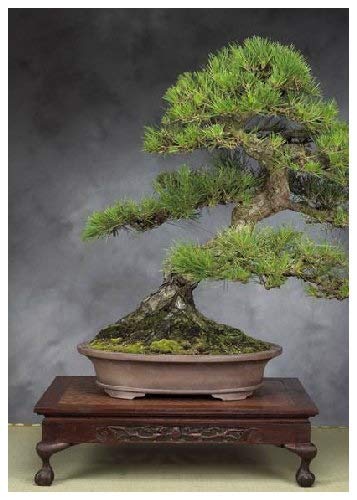 seedsown 30 Samen - l Tree - Japanischer Schwarzkiefer (Pinus thunbergii) von seedsown