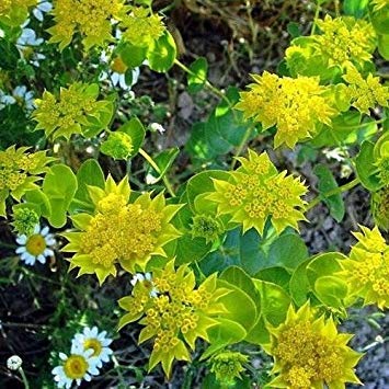 seedsown 50 + Samen Hares Ear Blumensamen (Bupleurum Rotundifolium griffithii) von seedsown