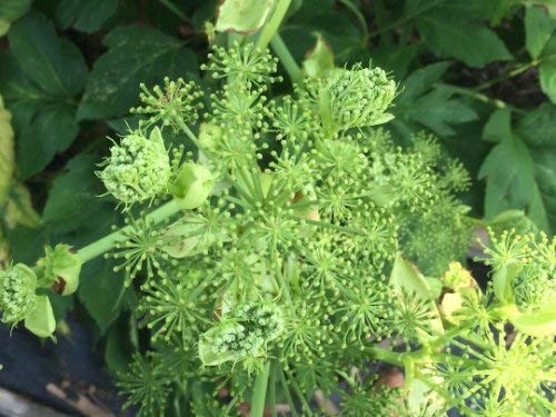 seedsown Ashitaba, Angelica Keiskei zu, Organisch, Medicinal Seeds, Heirloomsamen von seedsown