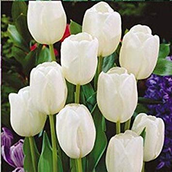 seedsown Günstige 100Pcs Tulip Seed-Tulpe-Blumen Schöne Tulipanes Blumen-Anlage für Gartenpflanzen (Nicht Tulip Bulbs) Flower Symbolisiert Liebe 6 von seedsown