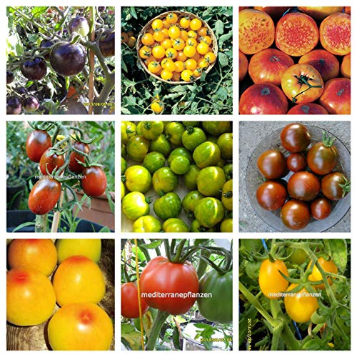 seedsown Historische ungarische Tomatensamen, 20 Sorten, Verschiedene Packed, von unserem Bauernhof, Nicht ohne Gentechnik, 200 Samen von seedsown