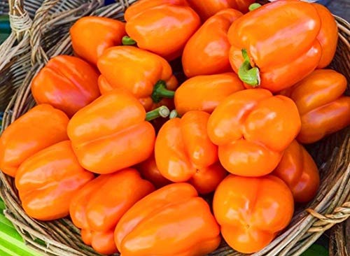 seedsown Keimfutter: 25 - Samen: Orange König Hybrid süße Paprika Samen - Eine schöne Leuchtorange Glocke !!! von seedsown