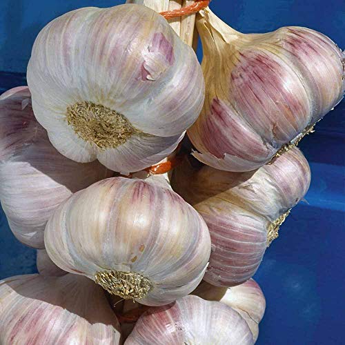 - Knoblauch Samen Packung von 30 Gewürznelken von 3 Lampen - ‚Edenrose'Garlic Pflanzaktion jetzt von seedsown