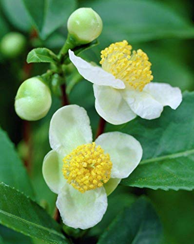 seedsown Samen Keimung: 50 Samen: Grüner Tee Pflanzensamen - Camellia Sinensis, auch bekannt als Teepflanze, Teebaum von seedsown