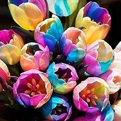 seedsown Seltene Regenbogen-Tulpe Samen Schöne Blumen-Samen-Hausgarten-Pflanzen Dekor Bonsai - 10 Samen von seedsown