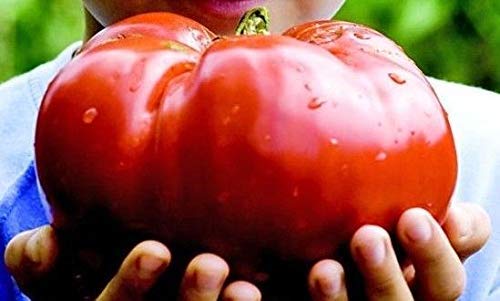 seedsown Tomaten-Köstliches - Riesen Tomaten, Früchte über 3,0 kg, 25 Samen von seedsown