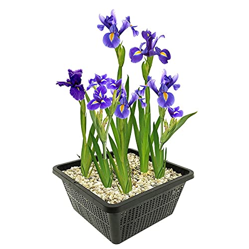 vdvelde.com - Blaue Sumpf Schwertlilie - 4 stuks - Iris Kaempferi Blue - Sumpfpflanze - Ausgewachsene Höhe: 80 cm - Platzierung: -1 bis -10 cm von vdvelde.com