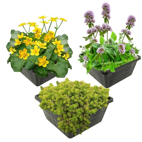 vdvelde.com - Frühlingsteich Trio - 12 Stück - Caltha, Mentha, Crassula - Kombi Set - 12 Pflanzen - Platzierung: -1 bis -10 cm von vdvelde.com