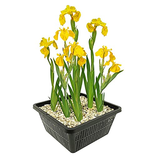 vdvelde.com - Gelbe Sumpf Schwertlilie - 4 stuks - Iris Pseudacorus - Sumpfpflanze - Ausgewachsene Höhe: 80 cm - Platzierung: -1 bis -10 cm von vdvelde.com