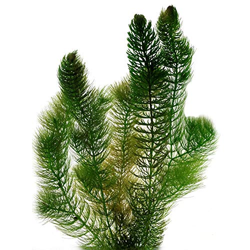 vdvelde.com - Hornkraut - 2 Liter - Ceratophyllum Demersum - Sauerstoffpflanze für 100-1.000 Liter - Ausgewachsene Höhe: 80 cm - Platzierung: lose im Wasser von vdvelde.com