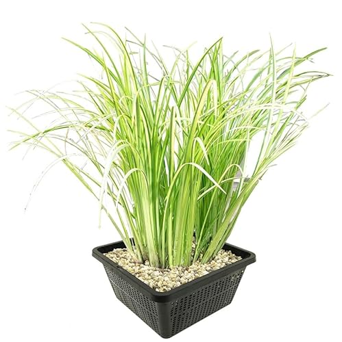 vdvelde.com - Kalmus - 4 Stück - Acorus Calamus Variegatus - Wasserpflanze - Ausgewachsene Höhe: 80 cm - Platzierung: -1 bis -20 cm von vdvelde.com