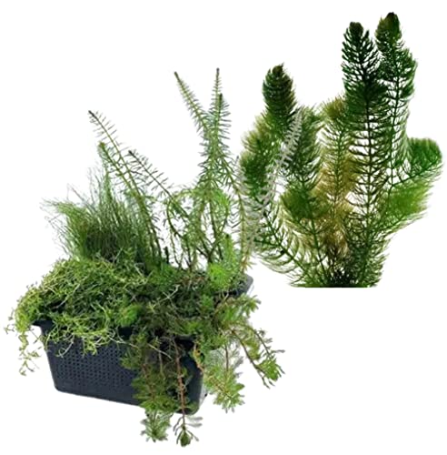 vdvelde.com - Mini Teich Sauerstoffpflanzen Set + Hornkraut - Sauerstoffpflanzen - 10 Pflanzen - Platzierung: -1 bis -20 cm von vdvelde.com