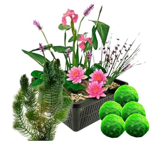 vdvelde.com - Mini Teichset - Rosa + Sauerstoffpflanzen gegen Algen - Für 50-250 L - 15 Pflanzen - Platzierung: -10 bis -20 cm von vdvelde.com