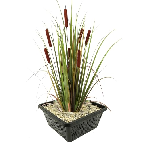 vdvelde.com - Rohrkolben - 4 Stück - Typha Latifolia - Wasserpflanze - Ausgewachsene Höhe: 120 cm - Platzierung: -1 bis -20 cm von vdvelde.com