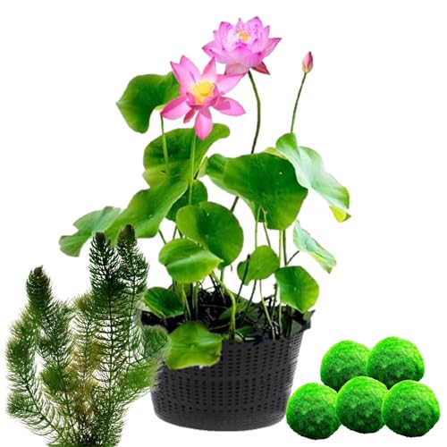 vdvelde.com - Rosa Lotus - Nelumbo - 2 Stück + Sauerstoffpflanzen gegen Algen - Lotuspflanze + Sauerstoffpflanzen- Höhe der ausgewachsenen Pflanze: 60 cm- Platzierung: -10 bis -20 cm von vdvelde.com