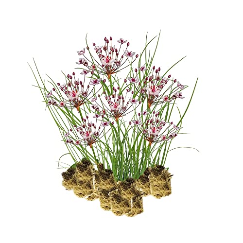 vdvelde.com - Schwanenblume - 15 Stück - Butomus Umbellatus - Wasserpflanze - Ausgewachsene Höhe: 80 cm - Platzierung: -1 bis -20 cm von vdvelde.com