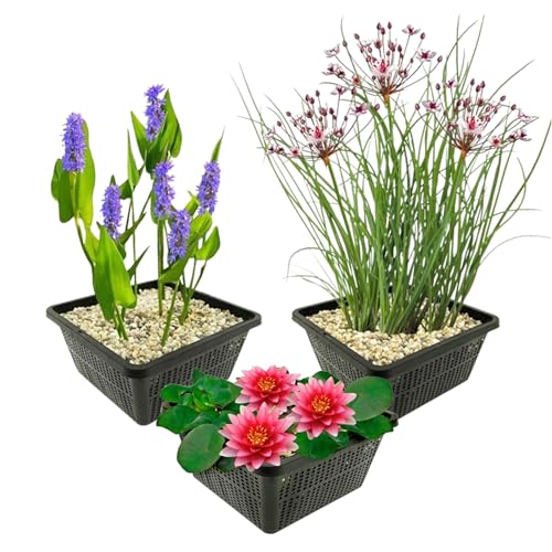vdvelde.com - Teichpflanzen Set - Rote Seerose - Kombi Set - 9 pflanzen - Platzierung: -1 bis -40 cm von vdvelde.com