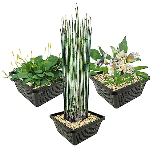 vdvelde.com - Teichpflanzen Set - Spezial - Kombi Set - 9 Pflanzen - Platzierung: -1 bis -40 cm von vdvelde.com