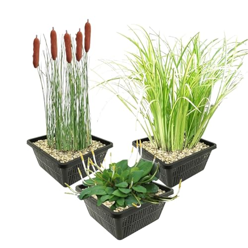 vdvelde.com - Teichpflanzen Set - Uferpflanzen - Kombi Set - 12 pflanzen - Platzierung: -1 bis -20 cm von vdvelde.com