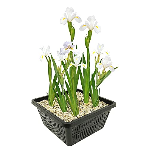 vdvelde.com - Weiße Sumpf Schwertlilie - 4 Stück - Iris Kaempferi White - Sumpfpflanze - Ausgewachsene Höhe: 80 cm - Platzierung: -1 bis -10 cm von vdvelde.com