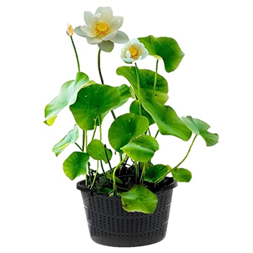 vdvelde.com - weiß Lotus - Nelumbo - 2 Stück - Lotuspflanze - Höhe der ausgewachsenen Pflanze: 60 cm - Platzierung: -10 bis -20 cm von vdvelde.com