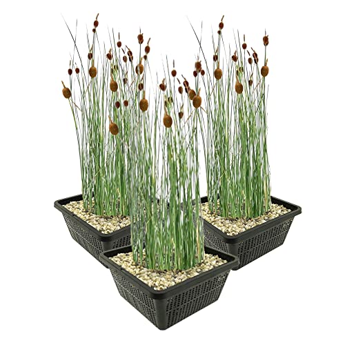 vdvelde.com - Zwerg Rohrkolben - 12 stuks - Typha Minima - Sumpfpflanze - Ausgewachsene Höhe: 60 cm - Platzierung: -1 bis -10 cm von vdvelde.com