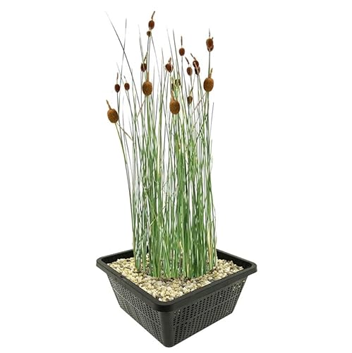 vdvelde.com - Zwerg Rohrkolben - 4 stuks - Typha Minima - Sumpfpflanze - Ausgewachsene Höhe: 60 cm - Platzierung: -1 bis -10 cm von vdvelde.com