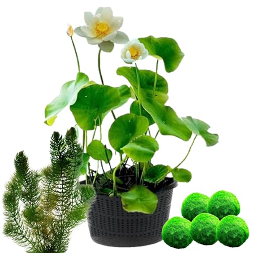 vdvelde.com - weiß Lotus - Nelumbo - 2 Stück + Sauerstoffpflanzen gegen Algen - Lotuspflanze + Sauerstoffpflanzen- Höhe der ausgewachsenen Pflanze: 60 cm- Platzierung: -10 bis -20 cm von vdvelde.com