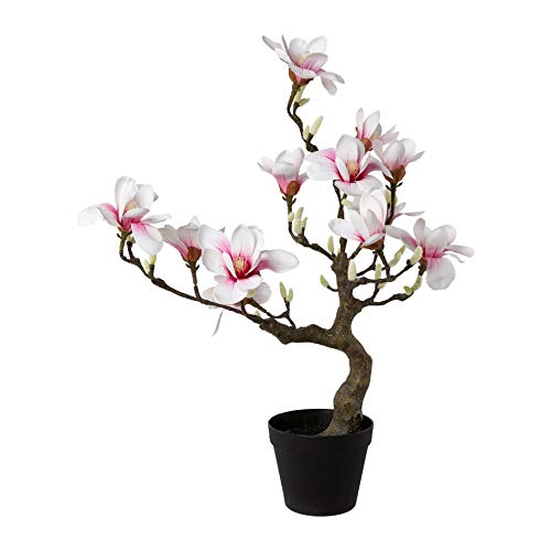 Kunstpflanze Magnolienbaum rosa, im Kunststoff-Topf, Höhe ca. 71 cm von wohnfuehlidee