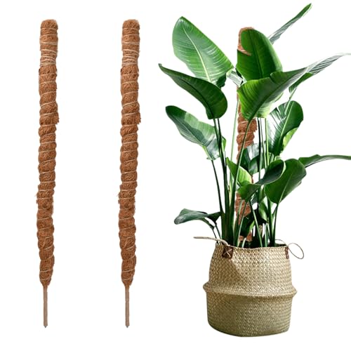 2 Stück Pflanzenstütze, 50cm Monstera Rankhilfe, Pflanzenstab Rankhilfe, Biegsame moosstab für Monstera, Rankhilfen für Kletterpflanzen Garten Indoor Pflanzenunterstützung Kokosstab von xianynow