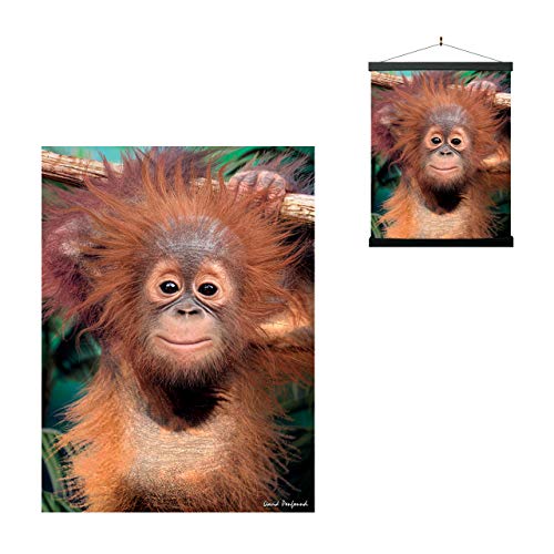 3D LiveLife Linsenförmige Wandkunst Drucke - Baby Orang-Utan von Deluxebase. Ungerahmtes 3D Affe Poster. Perfekter Wandfüller. Original kunstwerk lizenziert von bekannt künstler, David Penfound von 3D LiveLife