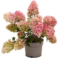 Rispenhortensie 'Living Little Blossom'® / Hydrangea paniculata von ANNAS GARTEN