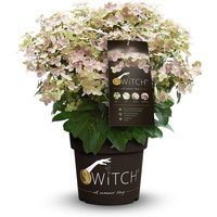 Rispenhortensie 'Switch'® / Hydrangea paniculata von ANNAS GARTEN