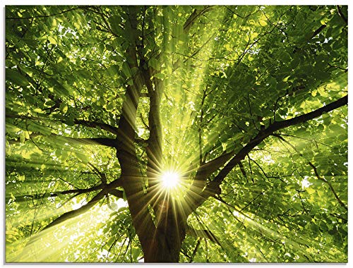 Glasbilder Wandbild Glas Bild einteilig 80x60 cm Querformat Wald Natur Botanik Bäume Laubbaum Sonne Baum Sommer T5GQ ARTland von ARTLAND