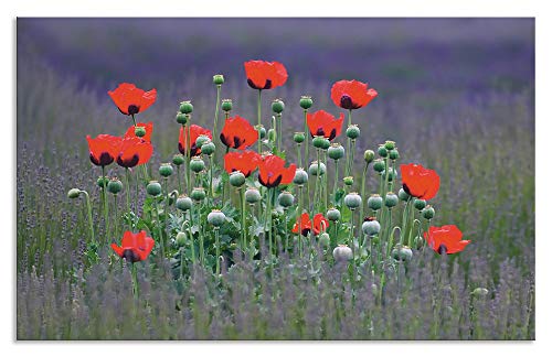 ARTland Spritzschutz Küche aus Alu für Herd Spüle 80x50 cm (BxH) Küchenrückwand mit Motiv Mohnfeld Blume Landschaft Natur Lavendel Mohnblume Rot S9AS von ARTLAND