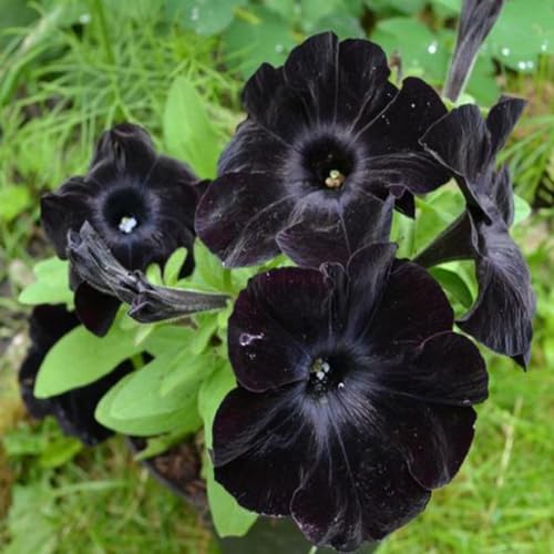 Neue frische 100 Stück Petunien-Blumensamen von Aachondra