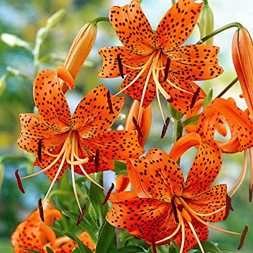 Neue frische 50 Stück Lilium Blumensamen von Aachondra