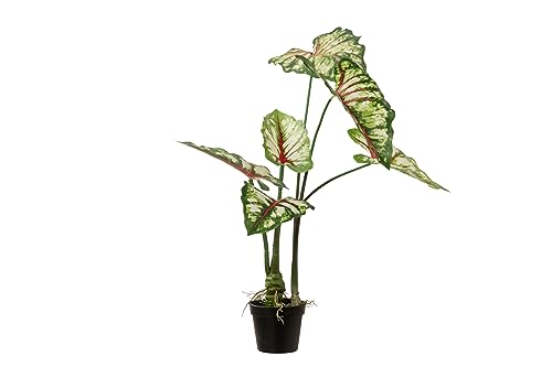 Adda Home Caladium zweifarbiger Baum mit Topf, 50 x 50 x 70 cm von Adda Home