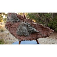 Crinoid Fossil Rock, Seerose, Scyphocrinites Mineral, Seltenes Fossil, Perfekt Für Sammler Und Rock Hounds von Andromedafurniture