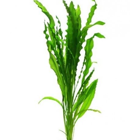 Aponogeton crispus - Wasserpflanzen für Aquarien von AquaPlants