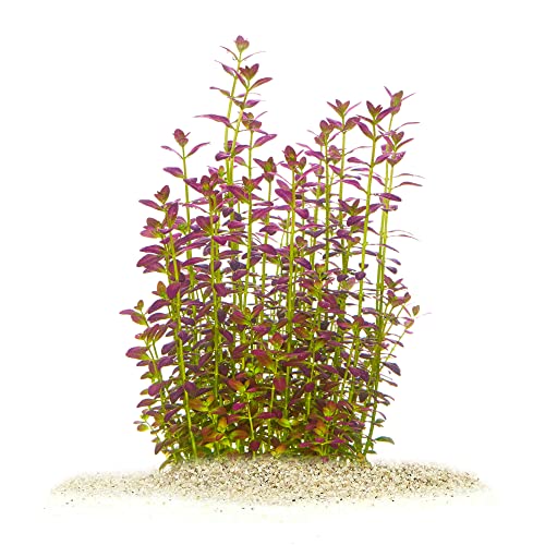 Rotala ramosior "Florida" - *TOP-RARITÄT* x1 Bund - Wasserpflanzen für Aquarien von AquaPlants