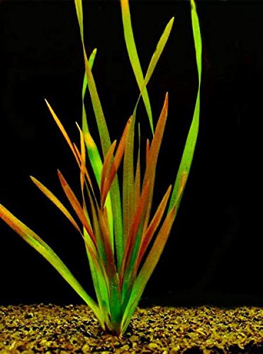 1 Bund Vallisnerien, Vallisneria gigantea Rubra/Riesenvallisneria Rubra, Aquariumpflanze von AquaPlants